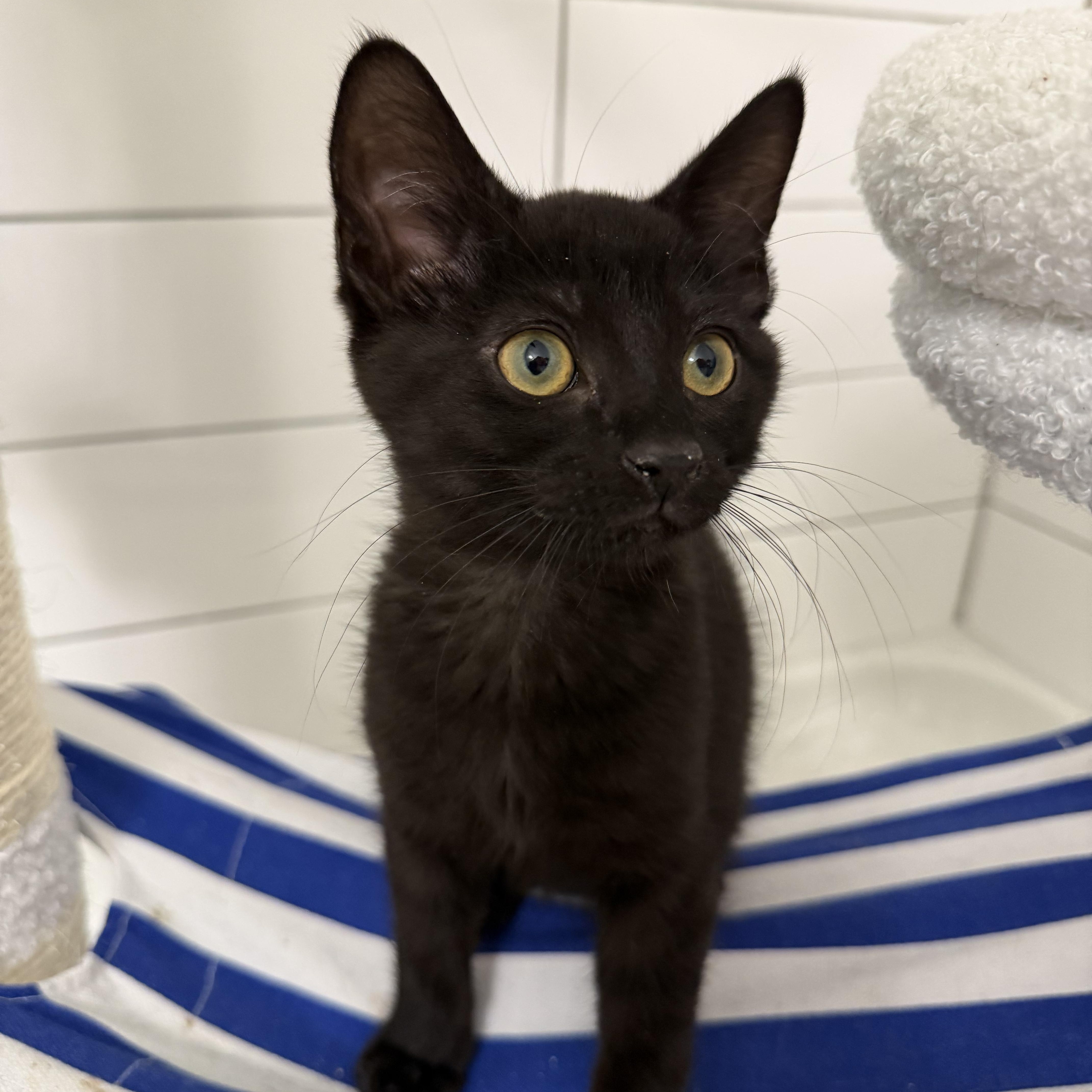 A baby medium-sized male Black Domestic Short Hair cat named Fozzie for adoption in jacksonville, FL