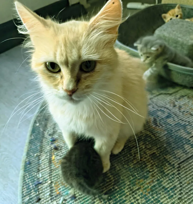 A baby medium-sized female Orange / Red Domestic Medium Hair cat named Dandelion for adoption in Newton, NC