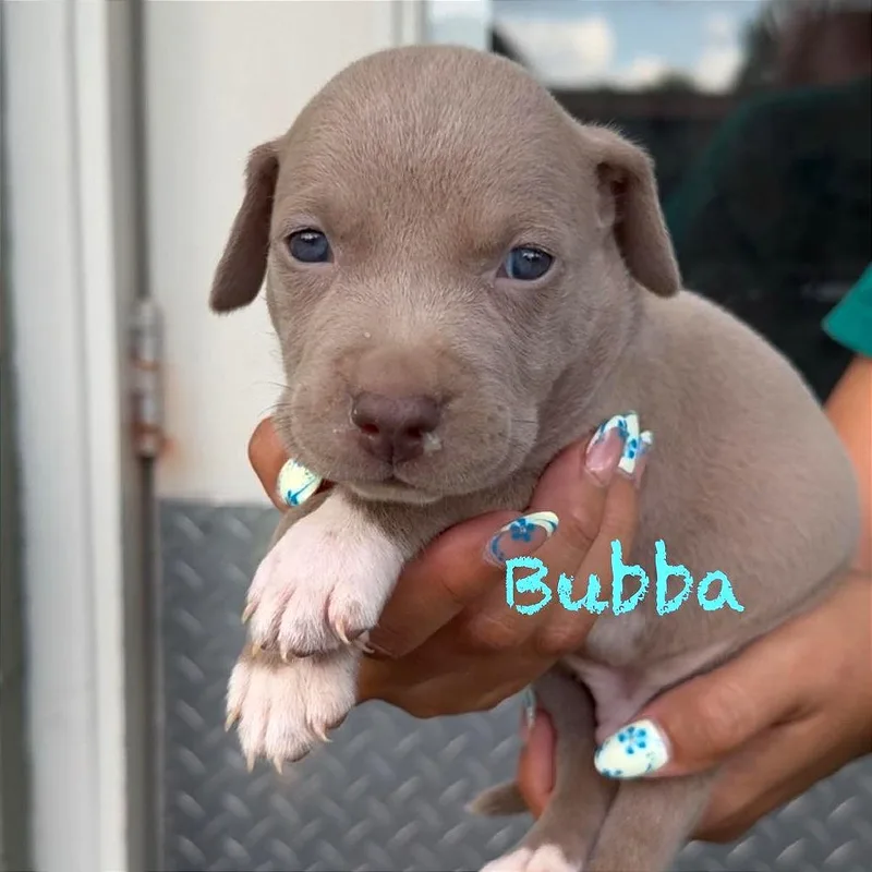 A baby medium-sized male Black American Staffordshire Terrier dog named Bubba for adoption in Tampa, FL