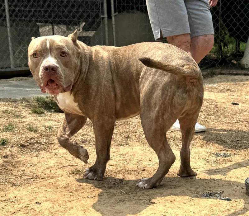 Clyde  Brother To thumbnail 2