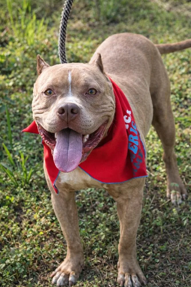 Clyde  Brother To thumbnail 3