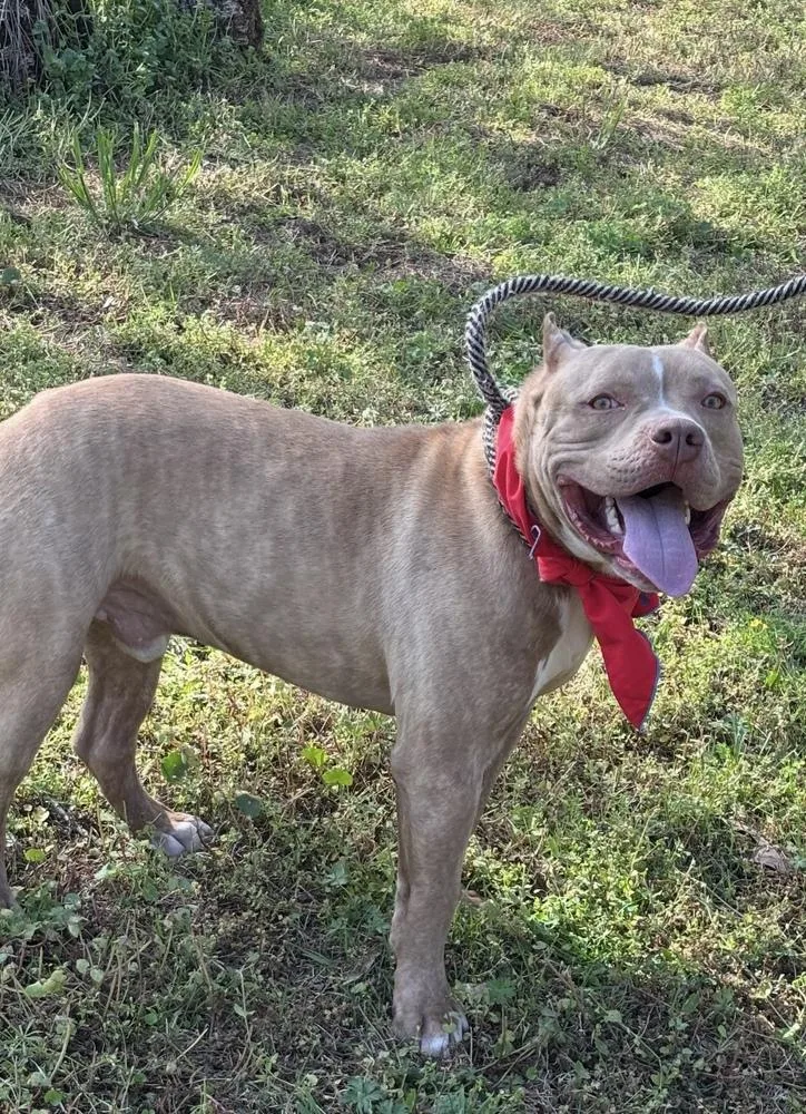 Clyde  Brother To thumbnail 4