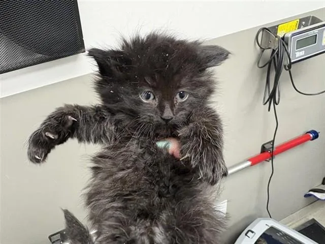A baby small-sized male Domestic Long Hair cat named Edgar for adoption in Saint Louis, MO