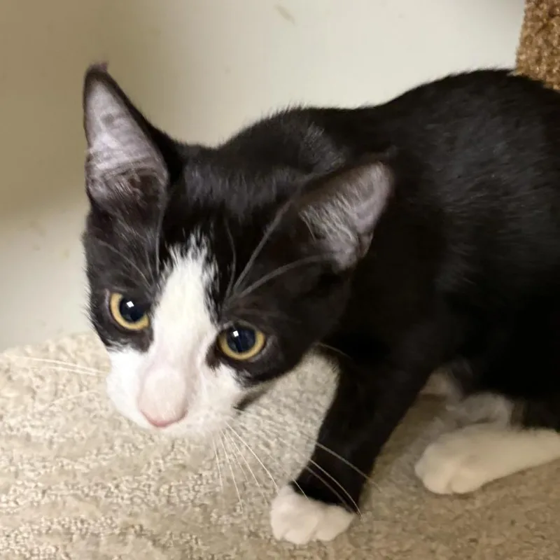 A baby small-sized male Black Domestic Short Hair cat named Moth for adoption in Waynesboro, PA