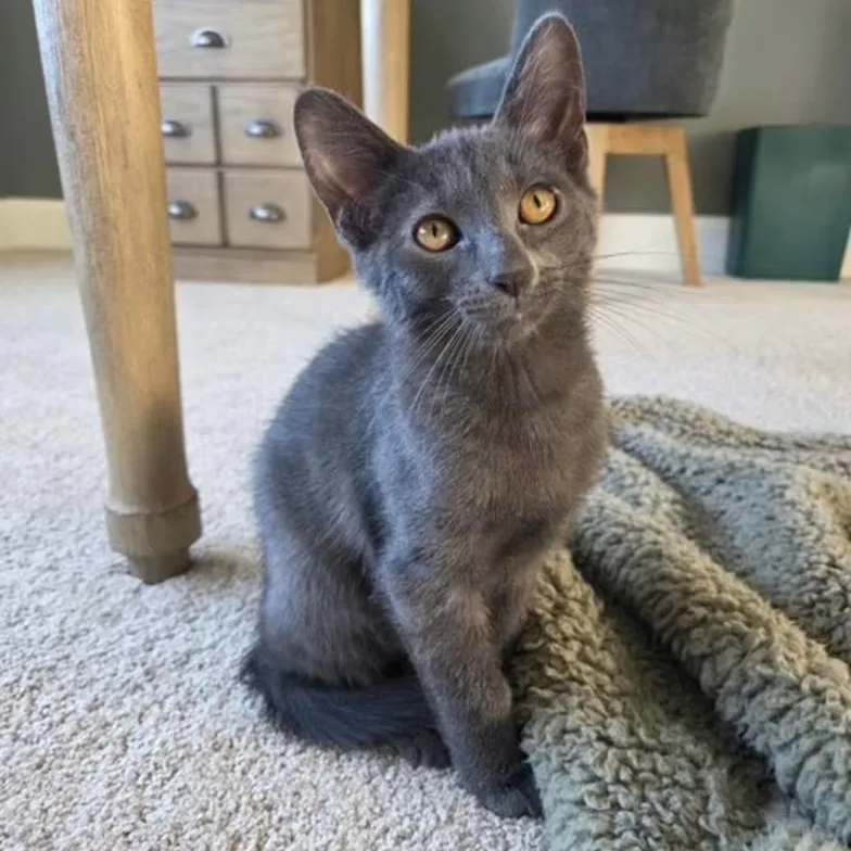 A young medium-sized male Gray / Blue / Silver Domestic Short Hair cat named Max for adoption in Findlay, OH