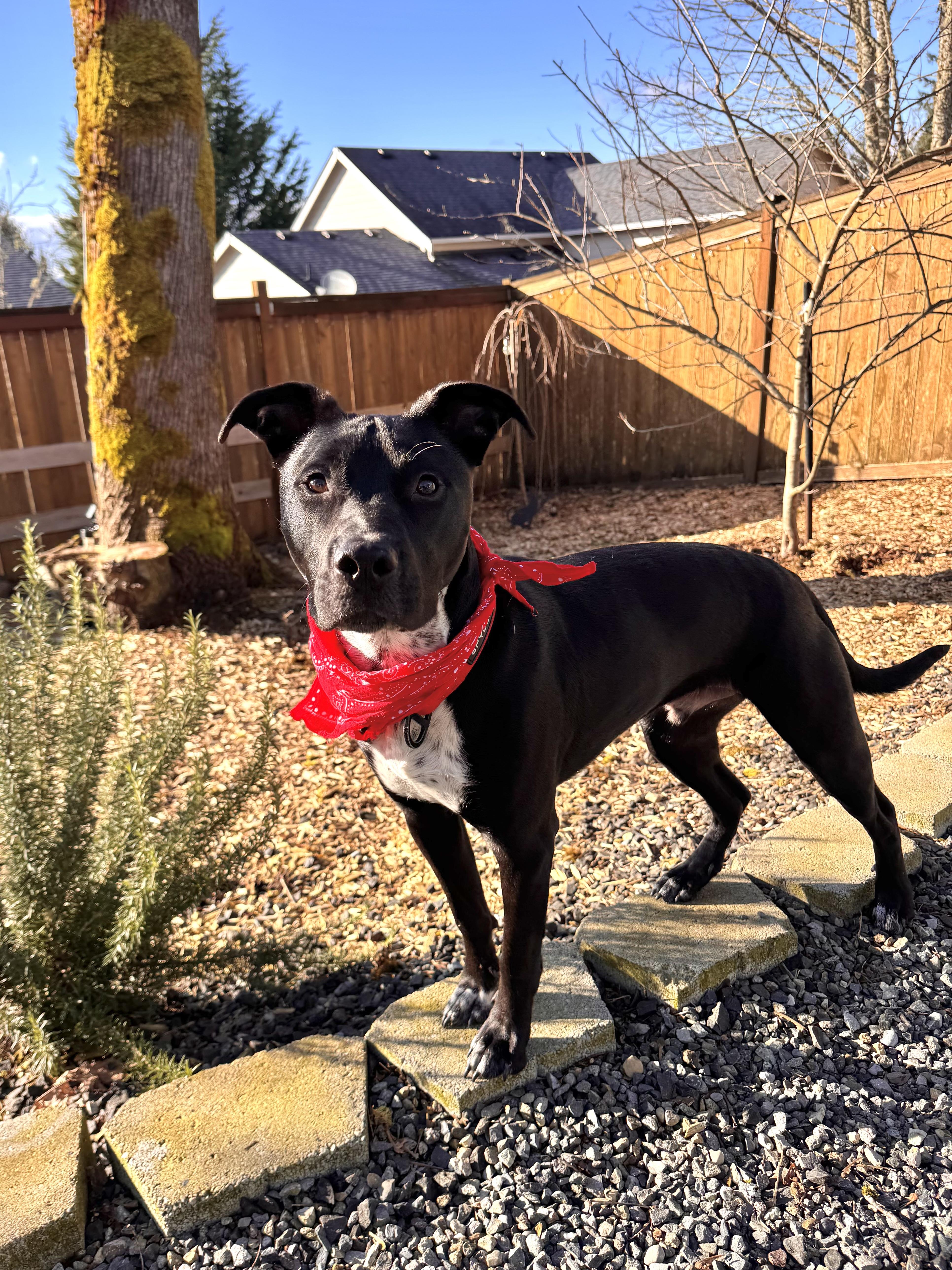A young medium-sized male American Staffordshire Terrier dog named Bean for adoption in Olympia, WA