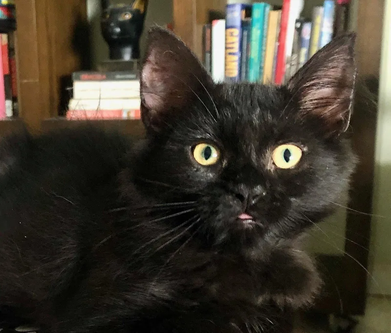 A baby medium-sized female Black Domestic Medium Hair cat named Cherry for adoption in Orlando, FL