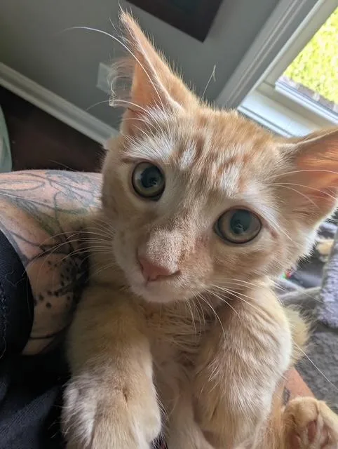 A young medium-sized male Orange & White Domestic Short Hair cat named Nacho for adoption in Bardstown, KY
