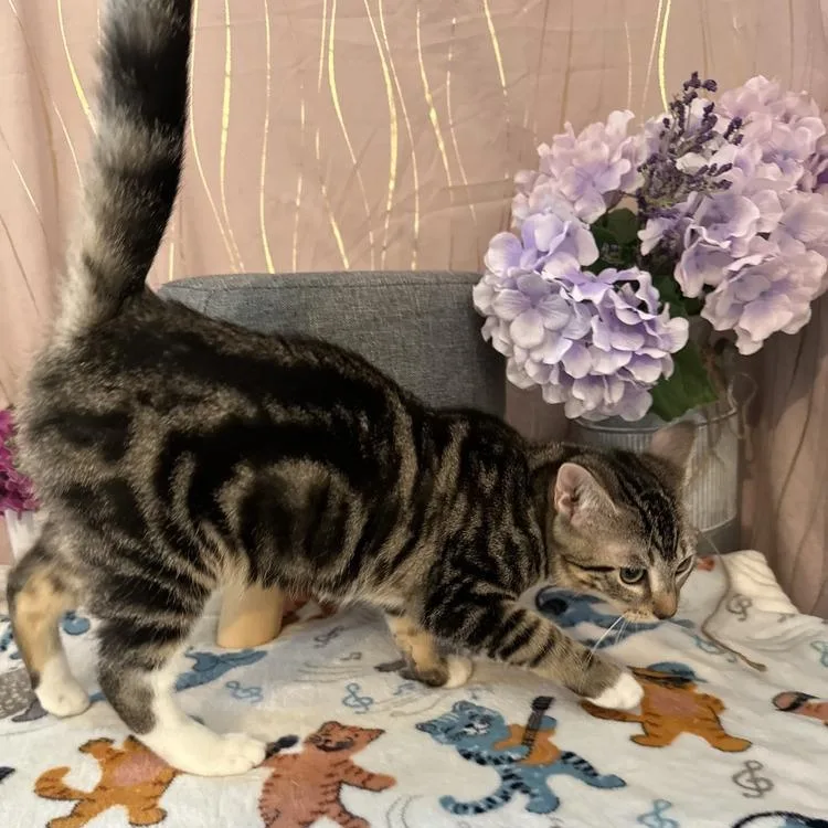 A baby small-sized female Tabby (Gray / Blue / Silver) Domestic Short Hair cat named Adelle for adoption in Long Beach, MS