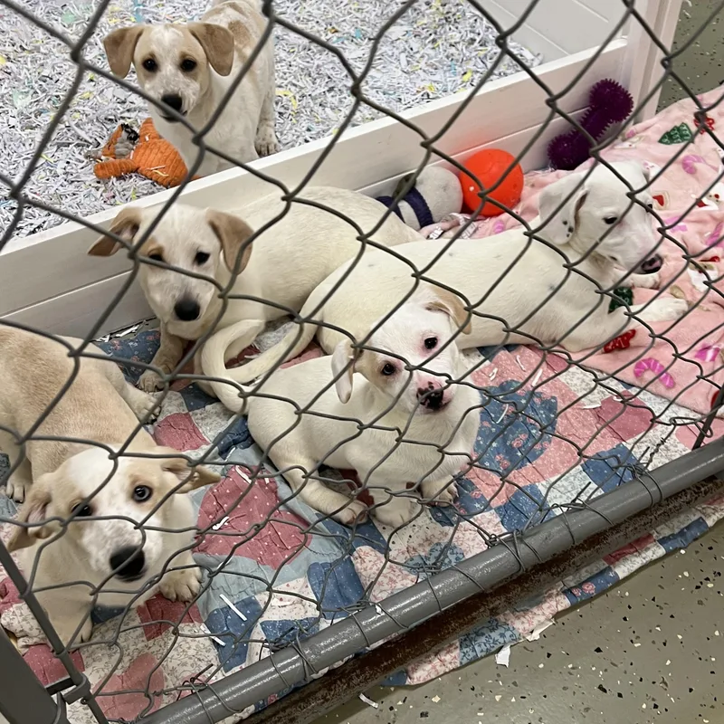 A young small-sized female White / Cream Dachshund dog named Puppies  Puppies  for adoption in Elkton, MI