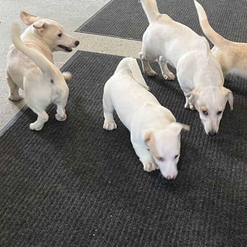 Puppies  Puppies  thumbnail 2