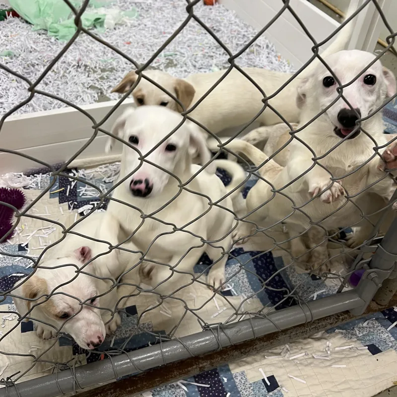 Puppies  Puppies  thumbnail 3