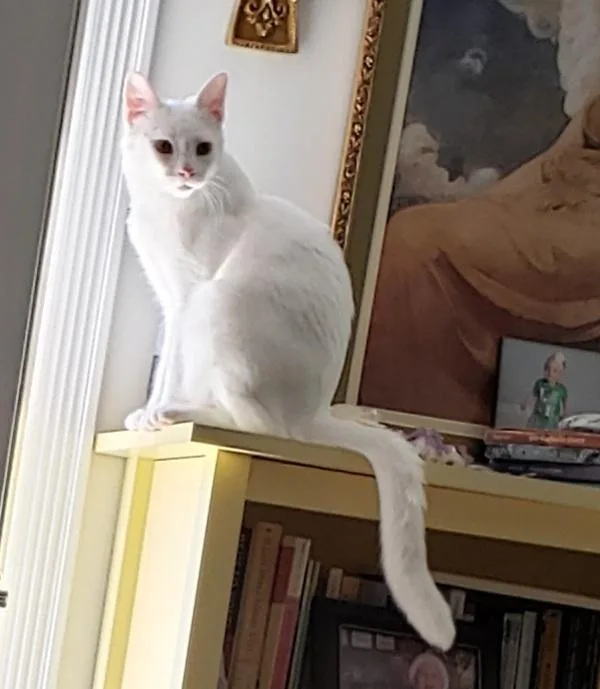 A young small-sized male White Domestic Short Hair cat named Lotus for adoption in Willingboro, NJ