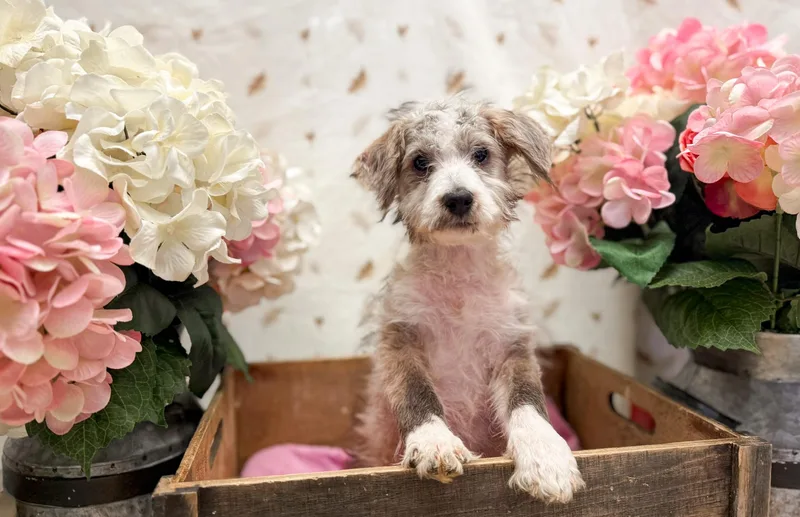 A baby medium-sized male White / Cream Terrier dog named Cheesecake for adoption in Newberg, OR