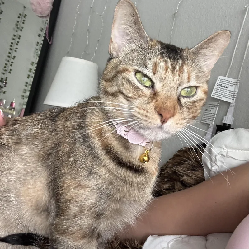 A young small-sized female Tabby (Buff / Tan / Fawn) Domestic Short Hair cat named Little Miss for adoption in Bentonville, AR