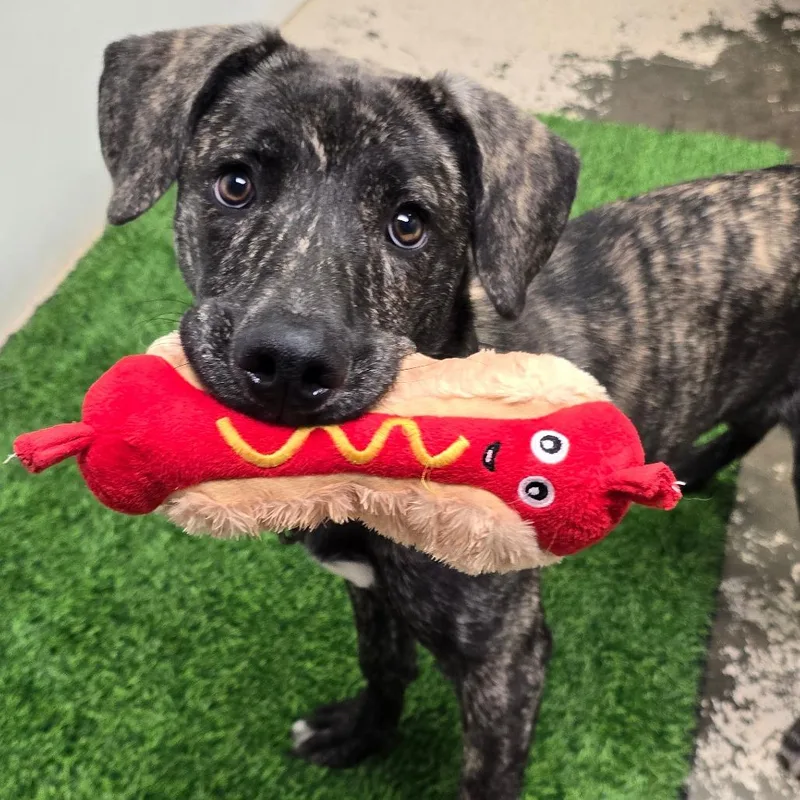 A young medium-sized female Mixed Breed dog named Katniss for adoption in Columbia, MO