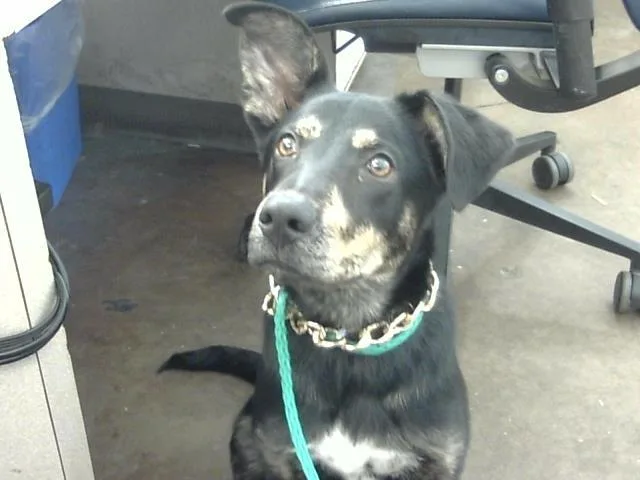 A baby large-sized male Mixed Breed dog named Iroh for adoption in Dallas, TX