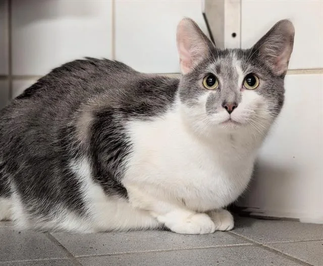 A young medium-sized male Domestic Short Hair cat named Big Mac for adoption in Canfield, OH