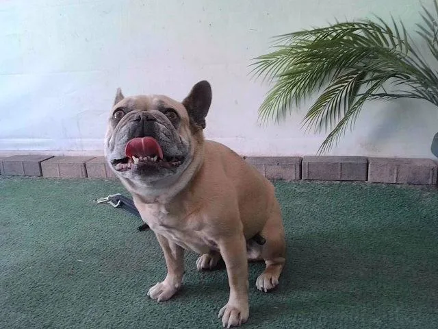 An adult small-sized female French Bulldog dog named Dallas for adoption in Baldwin Park, CA