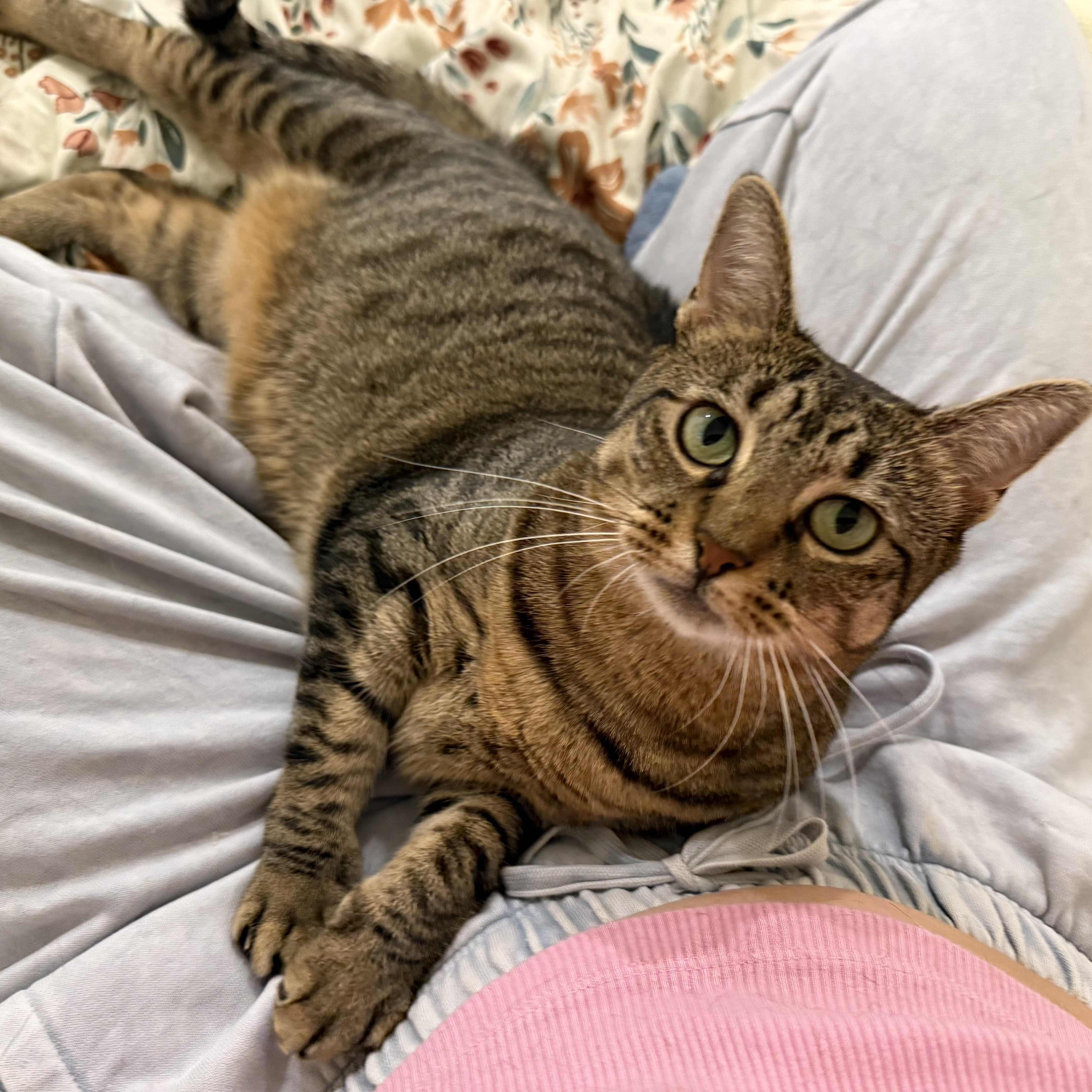 A young medium-sized female Tabby (Brown / Chocolate) Domestic Short Hair cat named Lola for adoption in Ridgewood, NY