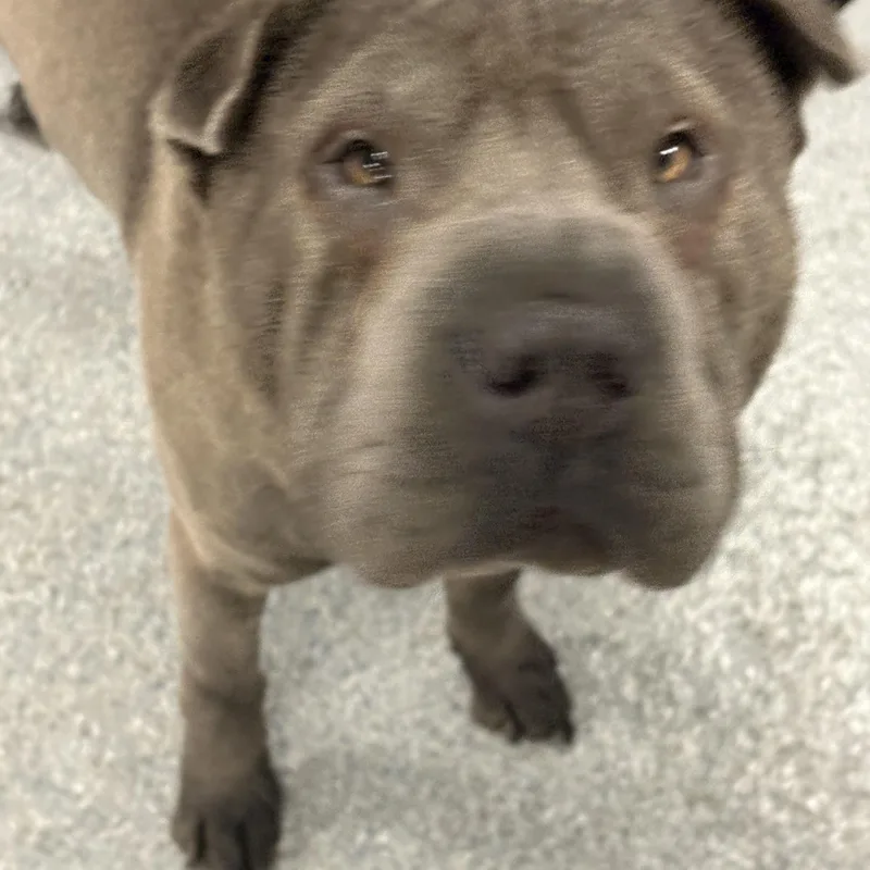 A young medium-sized female Gray / Blue / Silver Shar-Pei dog named Wonton for adoption in Yonkers, NY