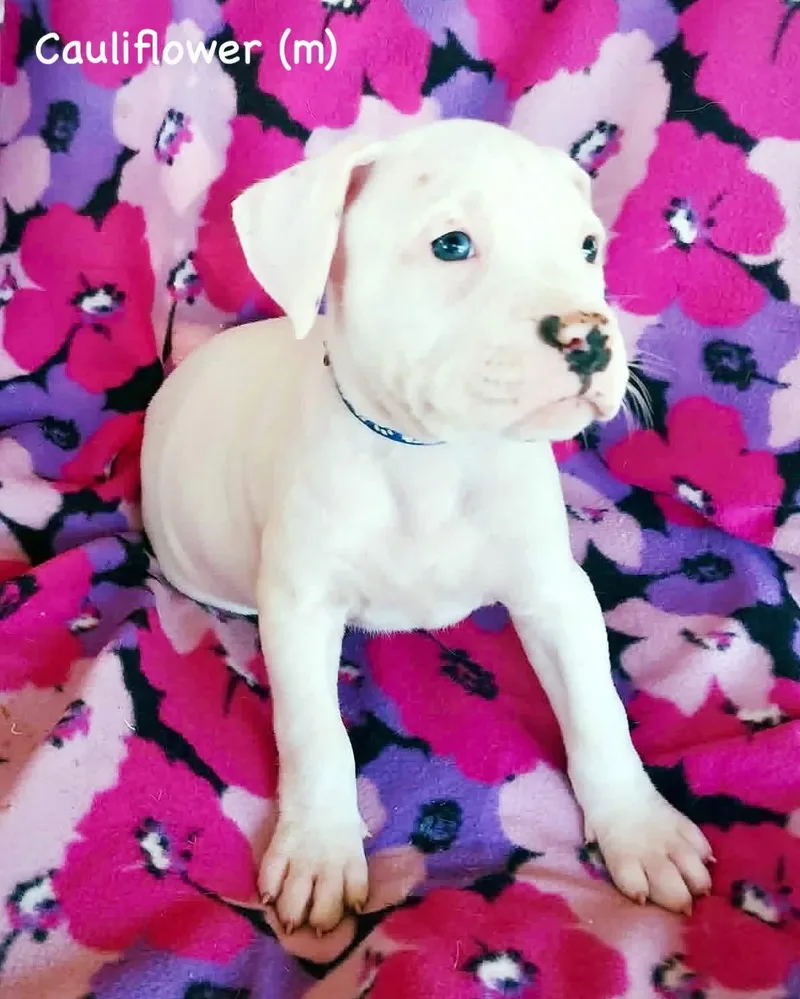 A baby medium-sized male Boxer dog named Veg Litter  Cauliflower for adoption in Monticello, NY