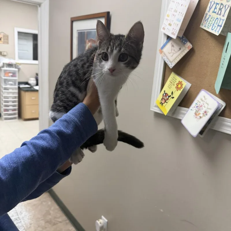 A baby small-sized male Black Domestic Medium Hair cat named Male for adoption in Pine Mountain, GA