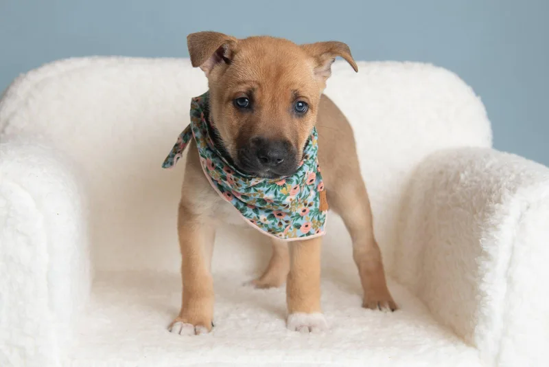 A baby large-sized female German Shepherd Dog dog named Vacay: Neck Pillow for adoption in Palo Alto, CA