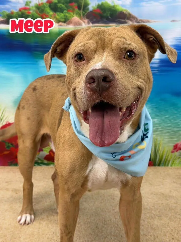 An adult medium-sized male Apricot / Beige Mixed Breed dog named Meep for adoption in Flint, MI