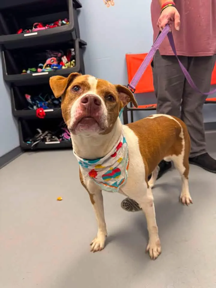 A senior medium-sized female Red / Chestnut / Orange Terrier dog named Mona Lisa for adoption in Zanesville, OH
