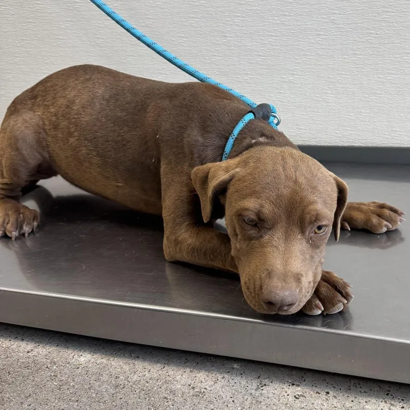A baby medium-sized female White / Cream Mixed Breed dog named Glinda for adoption in Las Cruces, NM