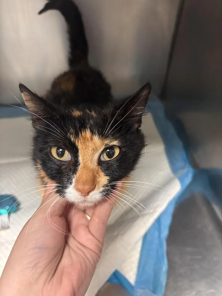 A young medium-sized female Domestic Short Hair cat named Rose for adoption in Morgantown, KY