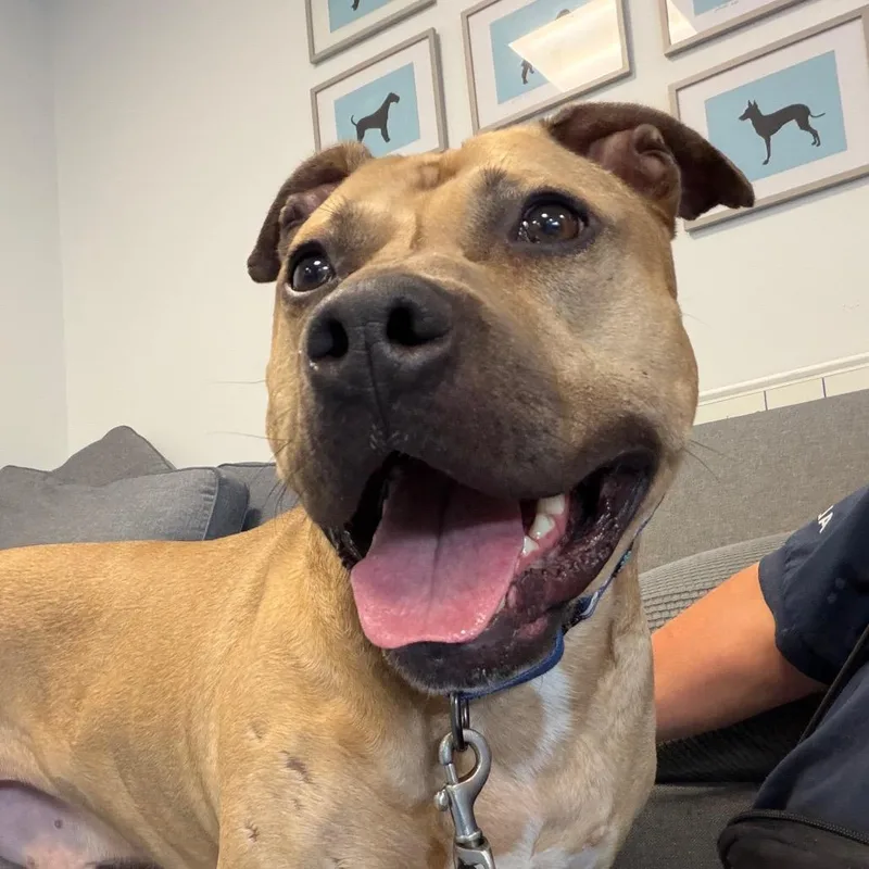 An adult large-sized male Pit Bull Terrier dog named Moose for adoption in Hampton Bays, NY
