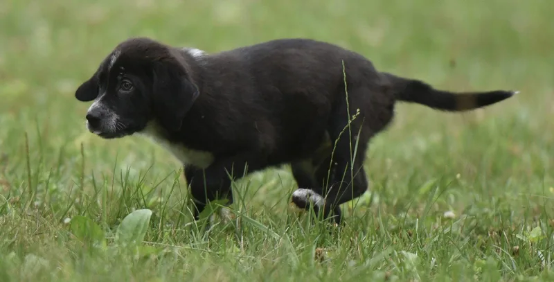 A baby medium-sized male Shepherd dog named Willy for adoption in Mechanicsburg, PA