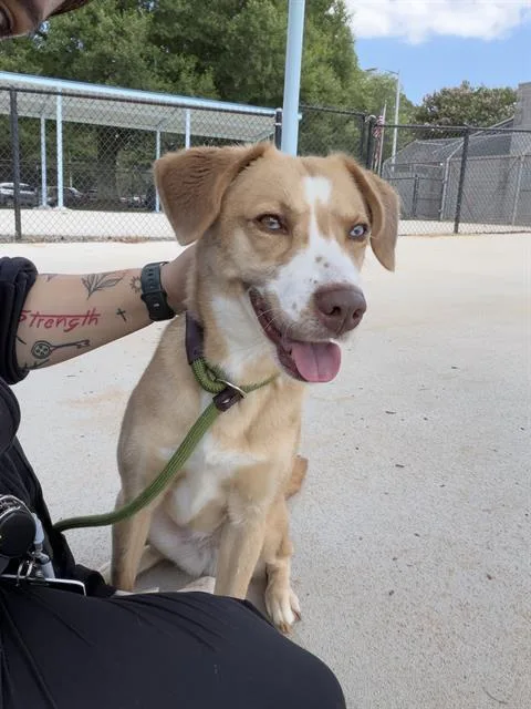 A young medium-sized female Mixed Breed dog named Ruby for adoption in Charlotte, NC