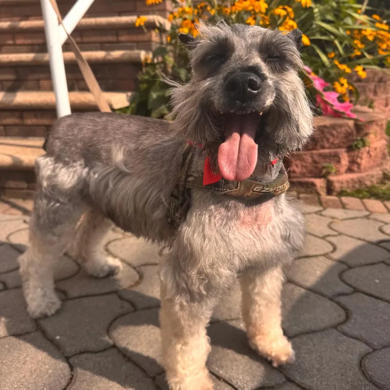 A senior medium-sized male Gray / Blue / Silver Standard Schnauzer dog named Duke for adoption in Oceanside, NY