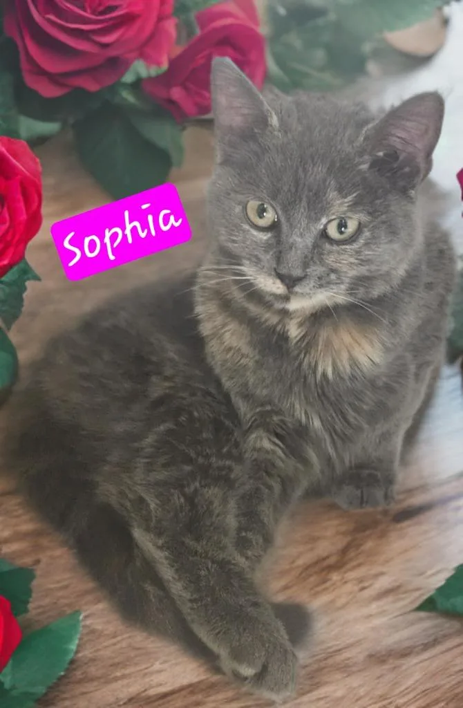 A young small-sized female Domestic Short Hair cat named Sophia for adoption in Jim Thorpe, PA
