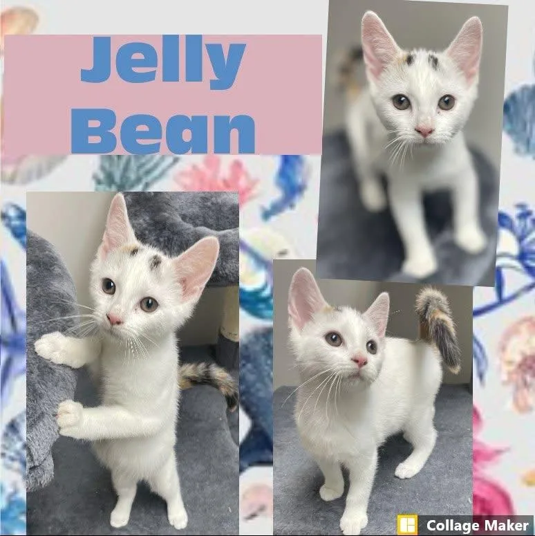 A young medium-sized female Domestic Short Hair cat named Jelly Bean for adoption in Clearfield, PA