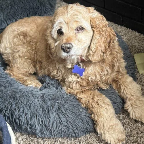 An adult medium-sized female Yellow / Tan / Blond / Fawn Cocker Spaniel dog named Dasie U for adoption in Parker, CO