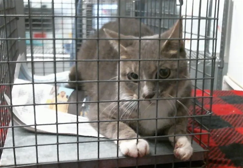 A young medium-sized female Domestic Short Hair cat named A for adoption in Houston, TX