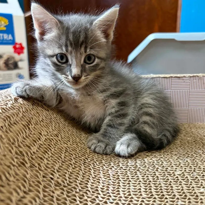 A baby small-sized male Gray / Blue / Silver Domestic Short Hair cat named Slate C for adoption in Princeton, MN