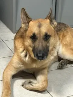An adult large-sized male German Shepherd Dog dog named Eddie for adoption in Lake Wylie, SC