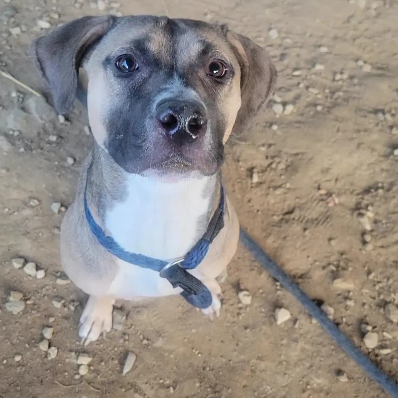 An adult medium-sized female Yellow / Tan / Blond / Fawn Pit Bull Terrier dog named Kimmy for adoption in Philadelphia, PA