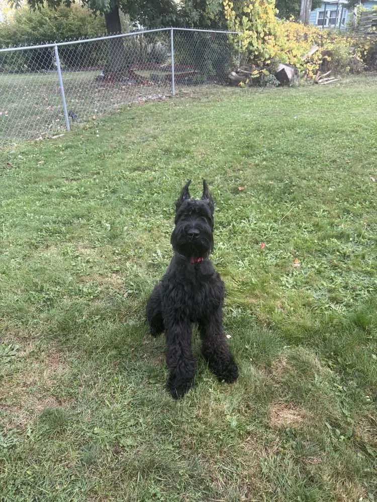 An adult large-sized male Black Giant Schnauzer dog named Achilles for adoption in Muskegon, MI