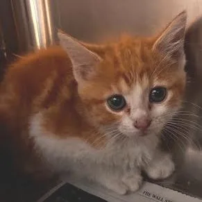 A baby small-sized female Orange / Red Domestic Short Hair cat named Butterscotch for adoption in Belleville, IL