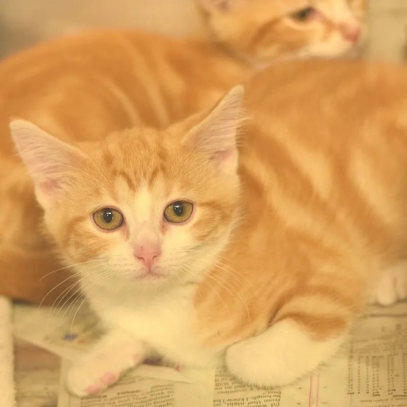 Butterscotch thumbnail 2