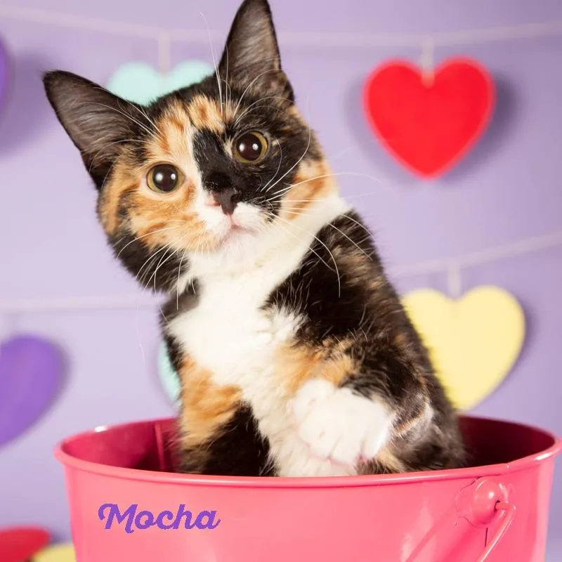 Mocha