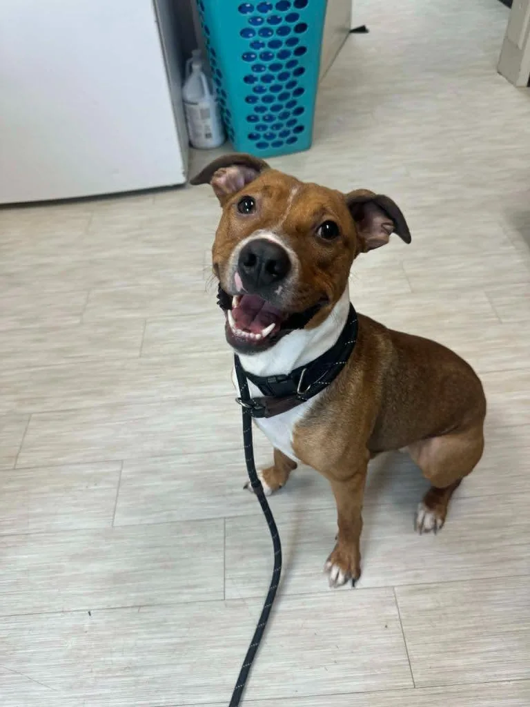A young medium-sized male Pit Bull Terrier dog named Buddy for adoption in Marion, OH