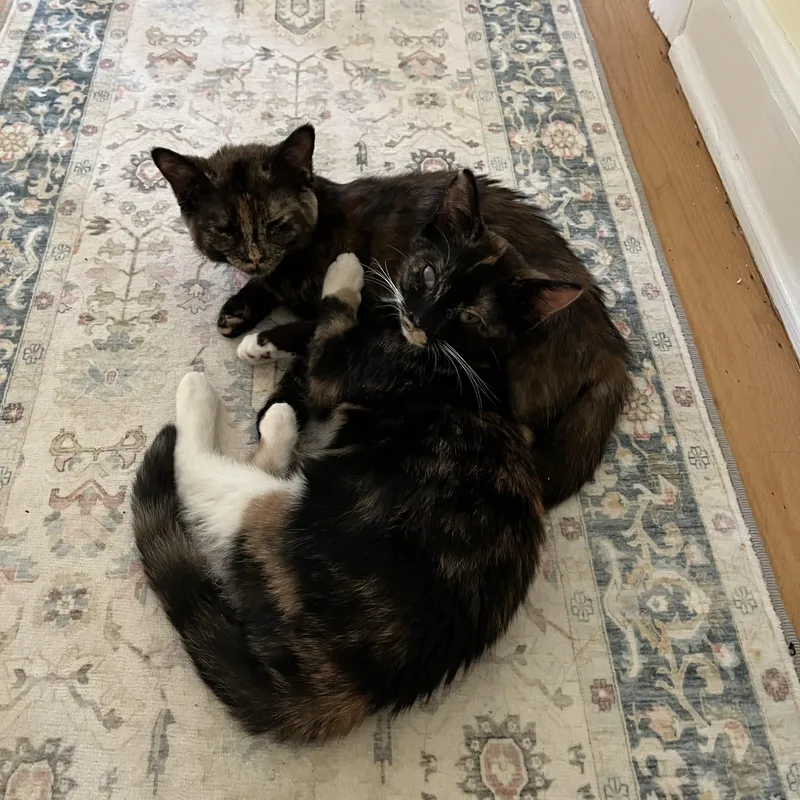 A baby small-sized female Tortoiseshell Calico cat named Mirabelle and Joelle for adoption in Wanaque, NJ