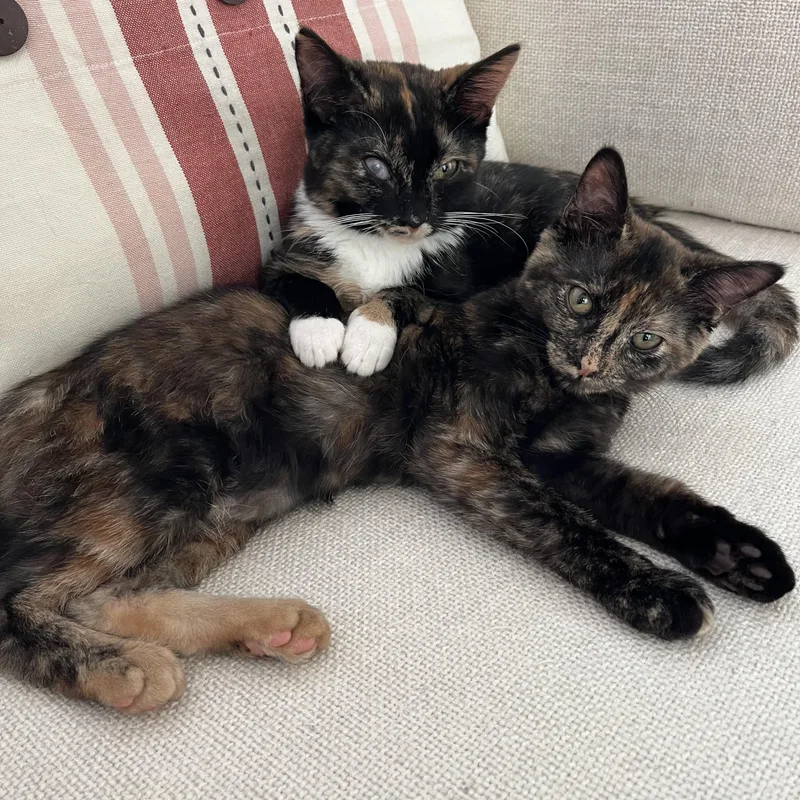 Mirabelle and Joelle thumbnail 4